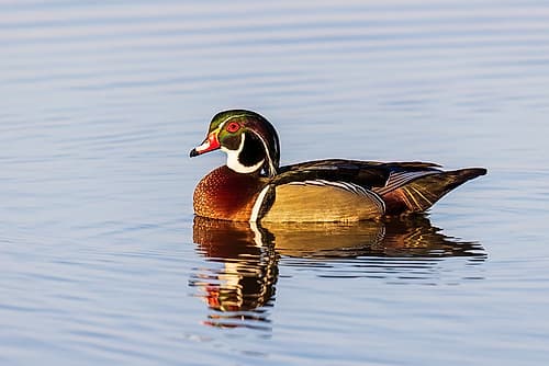 Wood duck male in wetland, Marion County, Illinois. Art Print